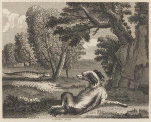 Il cagnolino e il camaleonte da William Skelton