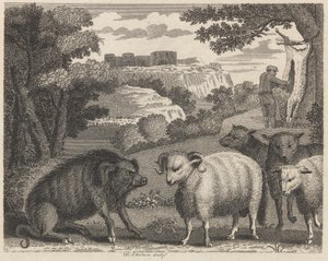 Il Cinghiale e l