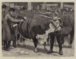 La mostra del bestiame alla Agricultural Hall, giudizio degli Hereford