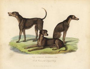 Bloodhound africani nei giardini della Società Zoologica