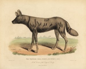 Cane da caccia africano, Lycaon pictus da William Smellie