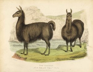 Alpaca, Vicugna pacos da William Smellie
