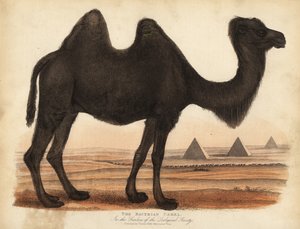 Cammello bactriano, Camelus bactrianus