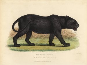 Pantera nera, Panthera pardus o Panthera onca da William Smellie