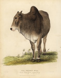 Razza Brahma di zebù, Bos taurus indicus da William Smellie