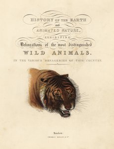 Pagina calligrafica con vignetta di tigre