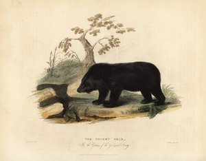 Orso nero himalayano, Ursus thibetanus laniger