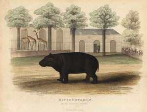Ippopotamo, Hippopotamus amphibius da William Smellie