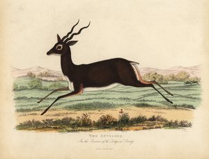 Antilope indiana o cervicapra, Antilope cervicapra