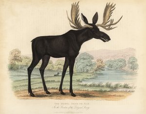Alce, Alces alces da William Smellie