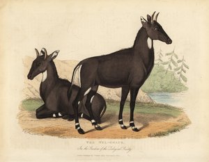 Nilgai o toro blu, Boselaphus tragocamelus