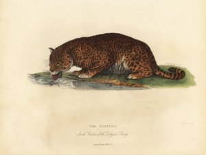 Pantera, Panthera pardus o Panthera onca da William Smellie