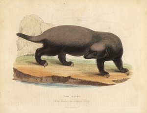 Ratel o tasso del miele, Mellivora capensis da William Smellie