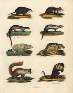 Specie di roditori