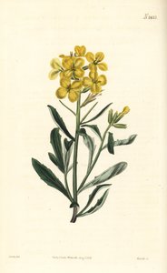 Violaciocca odorosa, Erysimum odoratum