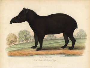 Tapir sudamericano, Tapirus terrestris, vulnerabile da William Smellie