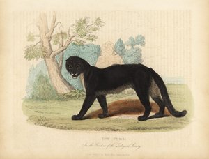 Il Puma o Coguaro, Puma concolor da William Smellie