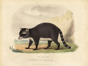 Il Procione, Procyon lotor