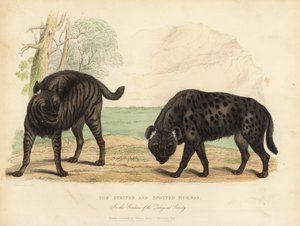 La Iena Striata e la Iena Maculata da William Smellie