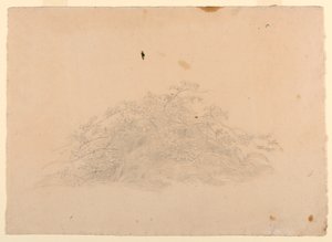 Studio del fogliame
