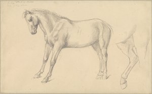 Studi di un Pony