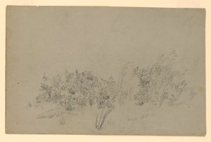 Studio di Foliage