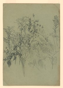Studio di fogliame