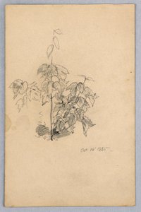 Studio del fogliame da William Trost Richards