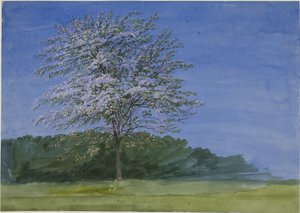 Studio di un albero in fiore