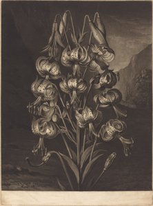 Il superbo giglio da William Ward after Philip Reinagle