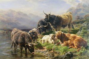 Bovini delle Highlands