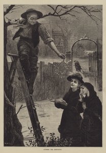 Tagliare il vischio