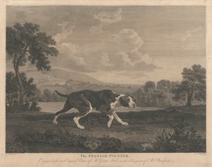 [Caccia] Il Puntatore Spagnolo da William Woollett
