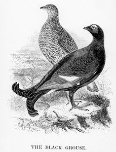 Il gallo cedrone nero, illustrazione da 