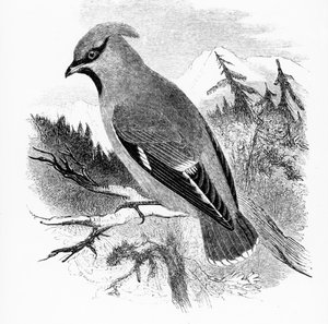 Il beccofrusone, illustrazione da 
