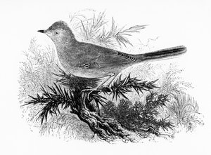 La Beccafico di Dartford, illustrazione da 