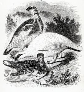 La Pernice Bianca, illustrazione da 