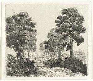 Paesaggio con alberi lungo un sentiero