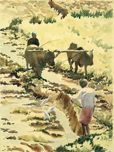 753 Preparazione del campo di riso