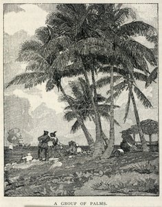 Un gruppo di palme, da The Century Magazine, febbraio 1887 da Winslow Homer