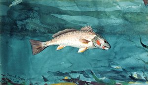 Spigola da Winslow Homer