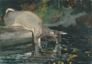 Cervo che Beve da Winslow Homer