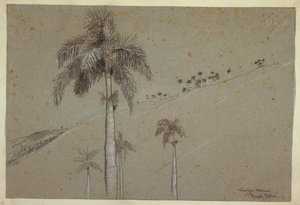 Disegno, Palma Reale, Cuba, 1885 da Winslow Homer