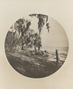 Palma e scena di spiaggia, costa della Florida, c.1904