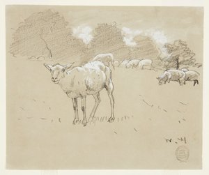 Pecore al pascolo in un campo