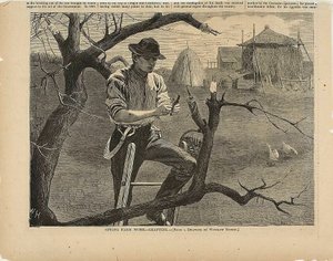 Lavori agricoli di primavera - Innesto