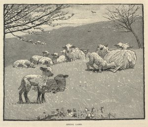 Agnello di primavera, da Scribner