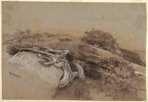 Studio di radici di alberi, Prout