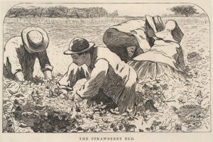 Il letto di fragole, da I nostri giovani, luglio 1868 da Winslow Homer