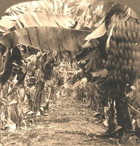 Nel cuore di una piantagione di banane, Isole Hawaii, 1901 da Works and Sun Sculpture Studios